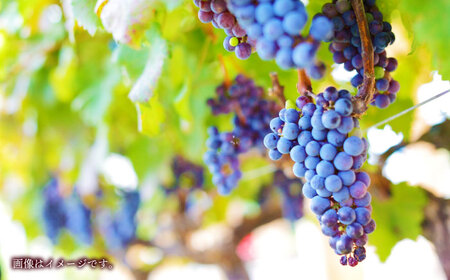 菊鹿シャルドネ＆山鹿マスカットベーリーA2024 ワイン2本セット 化粧箱付【菊鹿ワイナリー】[ZFB006]