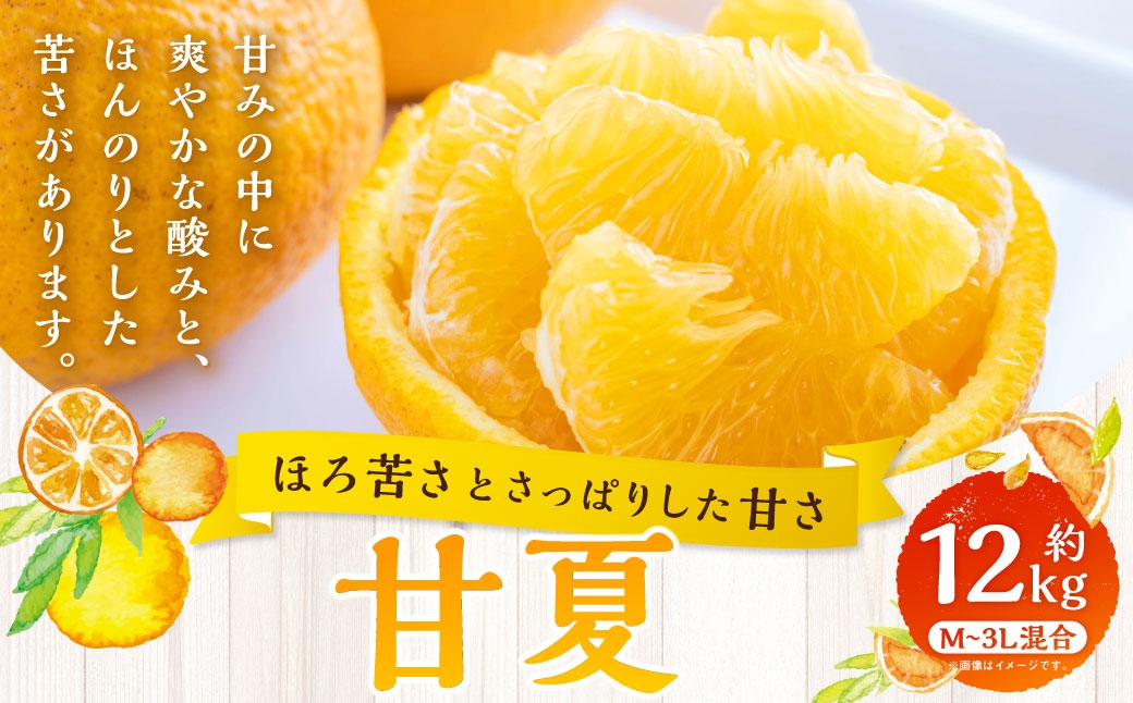 
                  【 ほろ苦さとさっぱりした甘さ 】 甘夏 約12kg みかん ミカン 柑橘 柑橘系 柑橘類 くだもの 果物 フルーツ 果実 果汁 果肉 国産 愛媛県産 【 2027年3月上旬～4月下旬発送予定 】 ( 1093 )
                