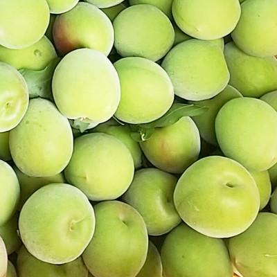 ふるさと納税 紀の川市 【秀品】南高梅 (青梅) 2L以下 約9kg |  | 01