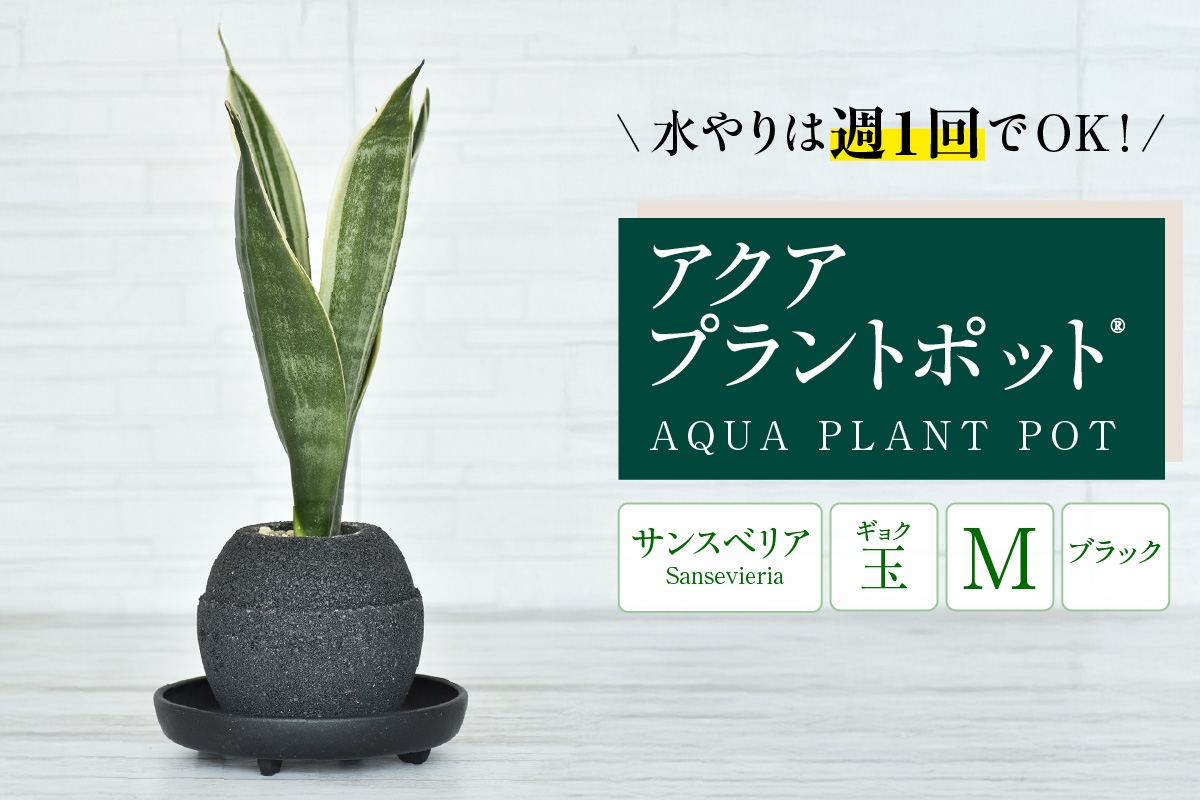 
            【母の日】アクアプラントポット®　玉Ｍ（ブラック） 植木鉢　サンスベリア（2093）
          