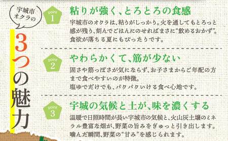 オクラ おくら 冨田さん家のオクラ800g（80g×10袋） 新鮮野菜 夏野菜 家庭料理 国産 国産野菜 熊本県産 国産 九州 熊本県 宇城市 粘りが強い 柔らかい 筋が少ない シャキシャキ ご飯のお
