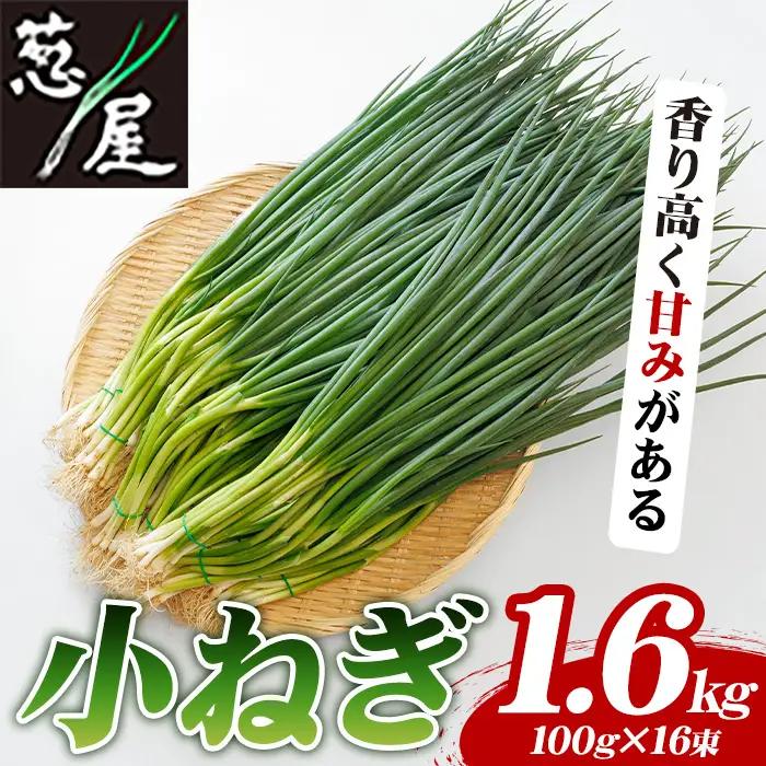 小ねぎ(計1.6kg・100g×16束) 葱 薬味 野菜 【葱屋おおくぼ】【110701100】