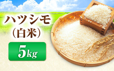 【令和6年度産】岐阜県産 米 ハツシモ 5kg 米 米 米　岐阜市 / 藍川ファーム[ANHI001]