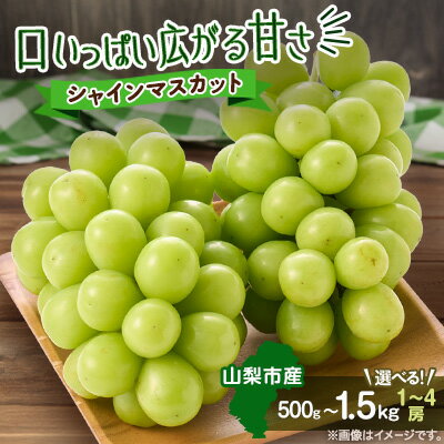 【ふるさと納税】【2026年発送】やみつきシャインマスカット　500g・1.2kg・1.5kg(1～4房)【配送不可地域：離島】【G1304362】