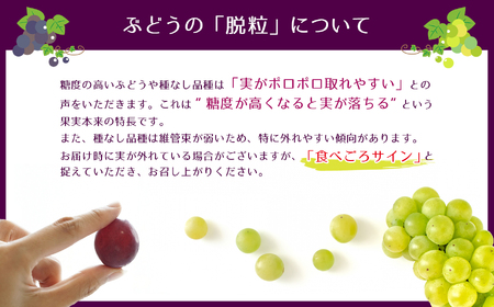 【2025年 先行予約】 クイーンルージュ 2房 （ 約 1.2kg ） | 果物 くだもの フルーツ 葡萄 ぶどう ブドウ 長野県 塩尻市