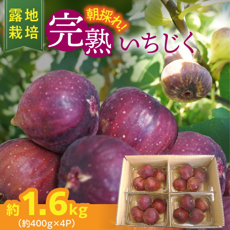 【ふるさと納税】露地栽培 朝もぎ フレッシュ 完熟 いちじく 約 400g×4パック 1.6kg フルーツ 果物 にいみ農園 トマト農家 桝井ドーフィン ほどよい甘さ 皮ごと食べられる 生食 ジャム コンポート サラダ デザート お取り寄せ 碧南市 送料無料