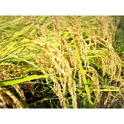 ふるさと納税 柏崎市 重ちゃんのペットボトル米コシヒカリ無洗米1.8kg×2本　R6年産 |  | 01