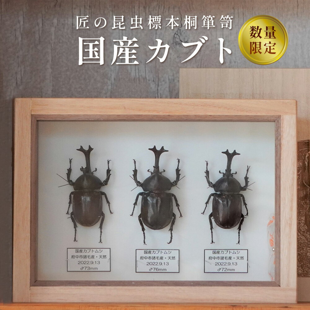 【ふるさと納税】【数量限定】匠の昆虫標本桐箪笥「国産カブト」［No.575］／ カブトムシ 桐箱 標本箱 送料無料 広島県