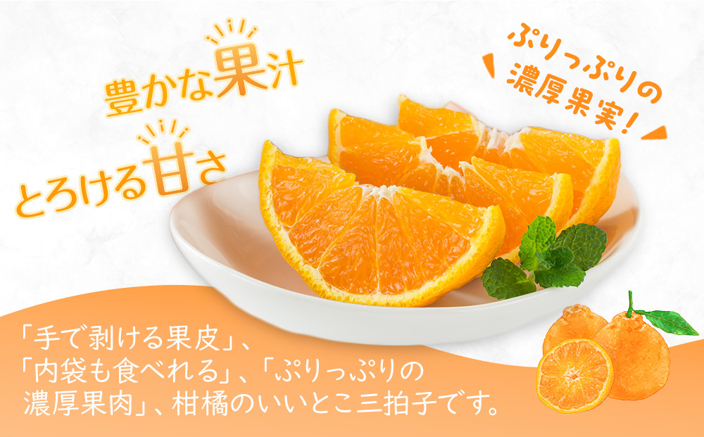 【2026年3月上旬より順次発送】厳選！濃厚甘味の「不知火(しらぬい)」約3kg