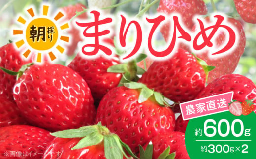 AB7334_朝摘み 完熟 まりひめ いちご 約300g×2パック (合計約600g)