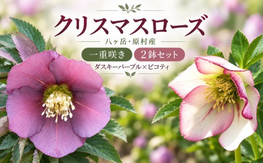八ヶ岳・原村産　クリスマスローズ（一重咲き）2鉢セット 【ダスキーパープル×ピコティ】 | クリスマスローズ 花苗 鉢植え 鉢花 信州 八ヶ岳 長野県 諏訪郡 原村