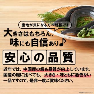 うなぎの蒲焼ビッグサイズ　2尾（計600g前後）K04705