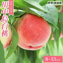 【ふるさと納税】和歌山県産 川中島白桃 桃 白桃 8-13玉入り ご家庭用 青秀【2024年8月上旬より順次発送】 | 二級品 果物 フルーツ 和歌山県 お取り寄せ スイーツ ご当地 おすすめ 送料無料 10000円