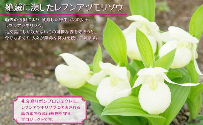 【礼文島リボンプロジェクト】北海道 礼文島産 新鮮生うに