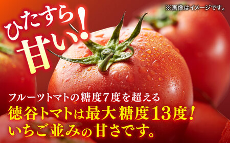 特選徳谷トマト約2kg　生産者52番　フルーツトマト