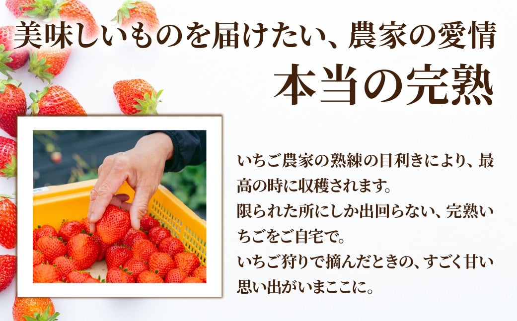 いちご イチゴ 苺 とちあいか 完熟 定期便