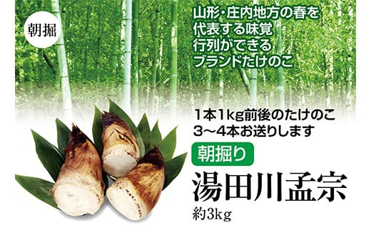 【先行予約 2025年5月発送】行列ができる山形・庄内地方の春の名物ブランドたけのこ 朝堀り 湯田川孟宗 約3kg（3～4本） FSY-1181