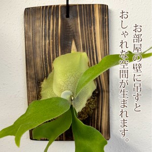 コウモリラン(ビカクシダ)焼き杉板付け