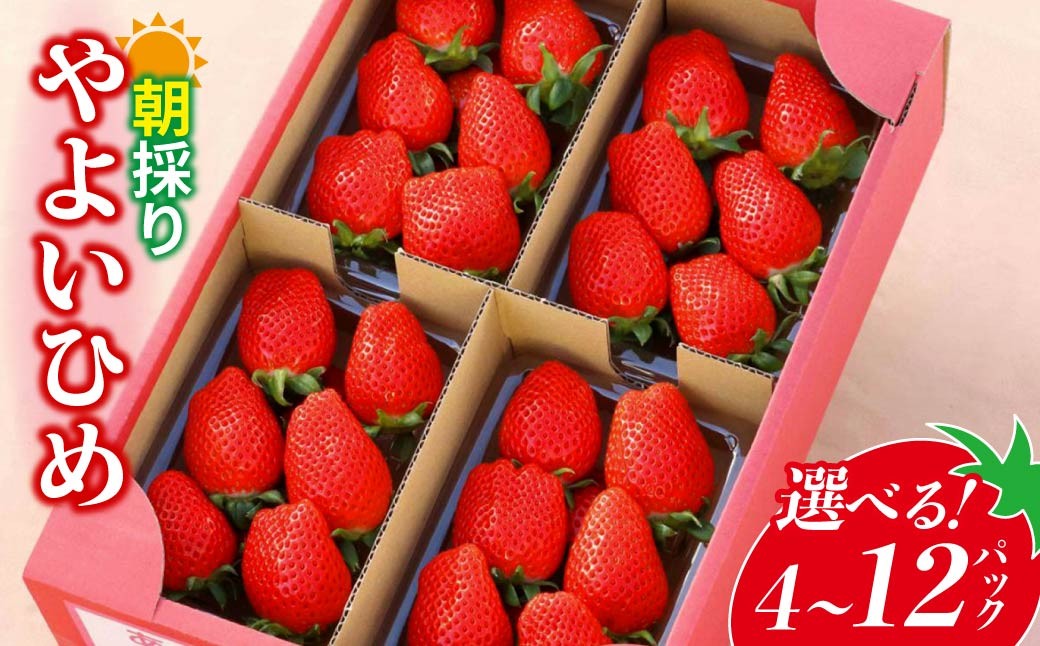 
            【先行受付：選べる容量・回数】 やよいひめ 【4パック/12パック/4ヵ月定期便】 | 朝採れ イチゴ 苺 高品質 たっぷり 新鮮 完熟 旬 ストロベリー 高級 産地直送 果汁 甘い あまい 人気 高評価 高糖度 ごほうび プレゼント 朝採れ 贈答用 群馬県 前橋市
          