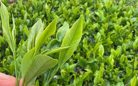 【新茶 ティーバッグ 6袋】先行予約 2027年度産 新茶 煎茶ティーバッグ お茶 静岡 日本茶  小栗農園 牧之原市 静岡県