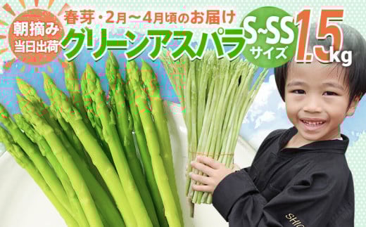 数量限定 先行予約 アスパラガス 春芽 S～SS 1.5kg【2月〜4月お届け】｜朝採り 朝採れ 直送 グリーンアスパラガス アスパラ BT13