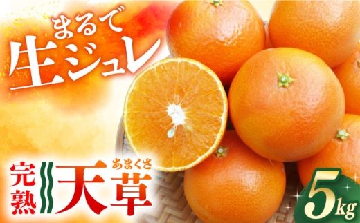天草（あまくさ）約5kg 長与町/果豊園 [ECL015]