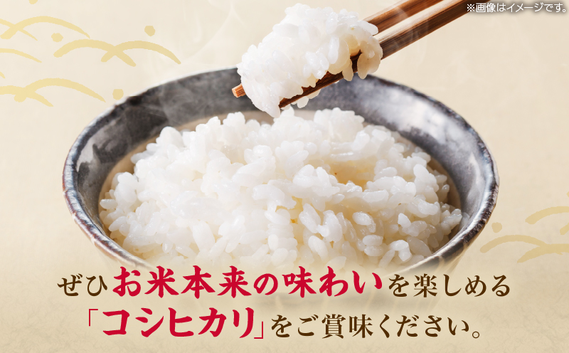 令和7年産 コシヒカリ 計2kg お米 ご飯 ライス 国産 数量限定 人気 食品 精米 白米 こしひかり 有洗米 おにぎり お弁当 炊き込みご飯 雑炊 ギフト プレゼント 贈り物 お取り寄せ 産地直送