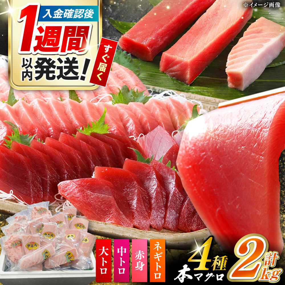 【ふるさと納税】【1週間以内発送】対馬産 本マグロ 4種 計2kg（赤身/中トロ/大トロ/ネギトロ）《対馬市》【対海】 冷凍配送 大容量 新鮮 贈答 贈り物 海鮮丼 手巻き寿司[WAH027] スピード発送 最速発送 最短発送