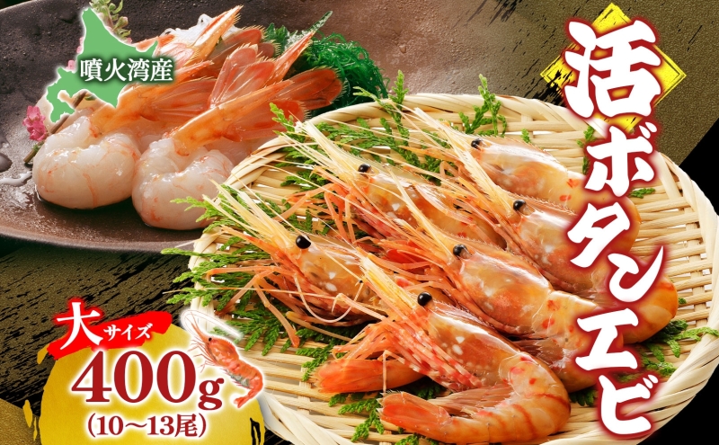 北海道 噴火湾産 活ボタンエビ 大サイズ 400g 10～13尾 2026年3月15日頃より順次出荷 ボタンエビ エビ えび 海老 北海道産 旬 ぼたんえび 新鮮 刺身 牡丹海老 海鮮 魚介 甲殻類 味噌汁 鍋 海鮮丼 冷蔵 洞爺湖町