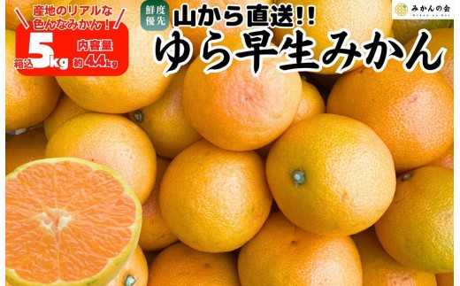 
                  ゆら早生 みかん 山から直送 箱込 5kg (内容量 4.4kg) 採れたてそのままごろごろ規格 有田みかん 和歌山県産 【みかんの会】［2026年10月下旬頃より順次発送予定］みかん 果物 みかん フルーツ みかん 和歌山 みかん 柑橘類 みかん 和歌山県産 みかん 有田 みかん
                