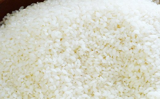 【数量限定！農家から直接お届け】令和7年産特別栽培米 いのちの壱(白米)10kg×1
