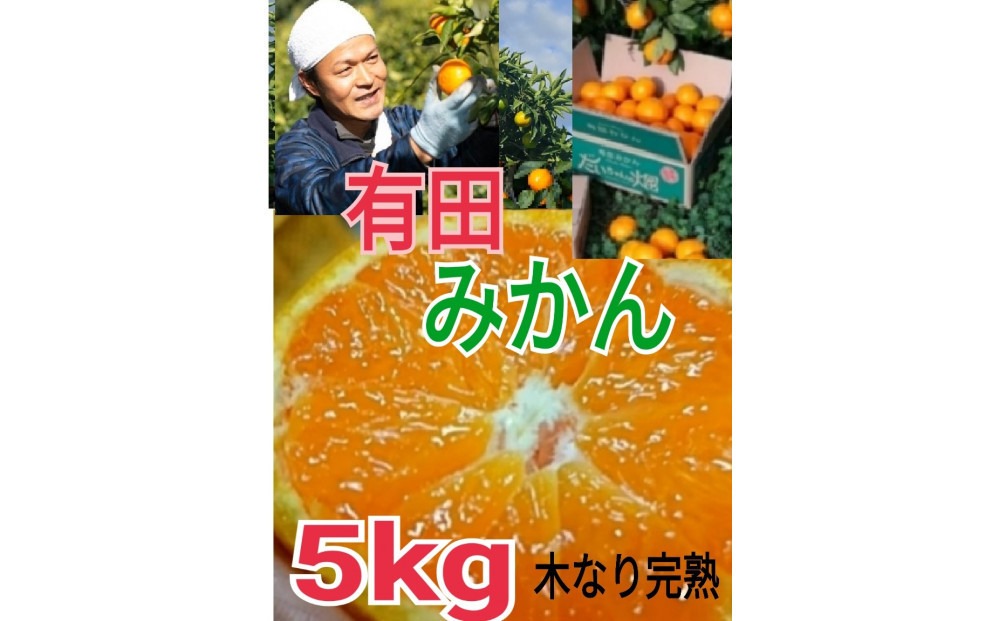 ［先行予約］有田みかん  秀品 5kg　木成り完熟［贈答用］大ちゃんの畑農園 	CA10