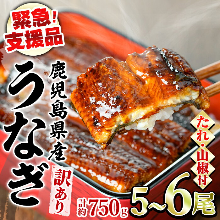 【ふるさと納税】 うなぎ 訳あり 蒲焼 国産 鹿児島県産 九州産 無頭 ＜計約750g(5～6尾)＞(タレ、山椒付) 鰻 ウナギ 蒲焼き 鹿児島 緊急支援品 【アクアおおすみ】【0184359a-fly】