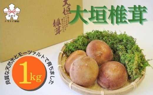 
大垣椎茸　肉厚・ジューシー　1kg
