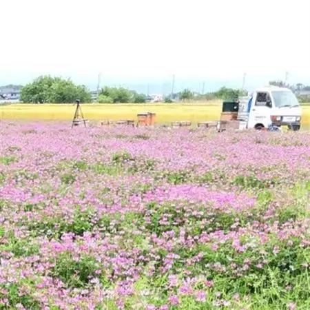 季節の花のはちみつ (150g) 2本セット_調味料 はちみつ  ハチミツ 蜂蜜_【1143951】