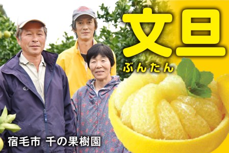 千の果樹園 土佐文旦 5kg 文旦
