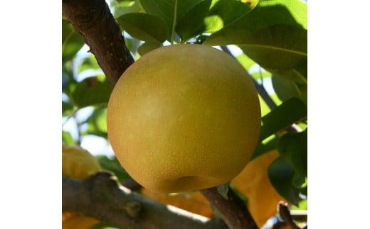 
                  新甘泉 3kg【やぶやフルーツガーデン】
                