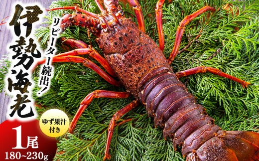 リピーター続出！伊勢海老 180～230g（1尾）｜国産 東洋町産 天然 新鮮 海鮮 ゆず果汁付き 刺身 焼き ボイル 四国 お取り寄せ お祝い 記念日 贈り物 送料無料 S37-A