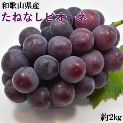 【新鮮・産直】和歌山かつらぎ町産のたねなしピオーネ約2kg【配送不可地域：離島・北海道・沖縄県】