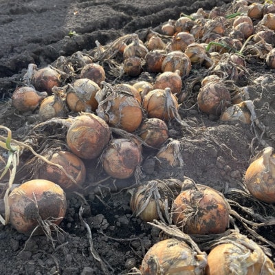 【訳あり】北海道 十勝 帯広産 玉ねぎ 20kg【配送不可地域：離島】【1677195】