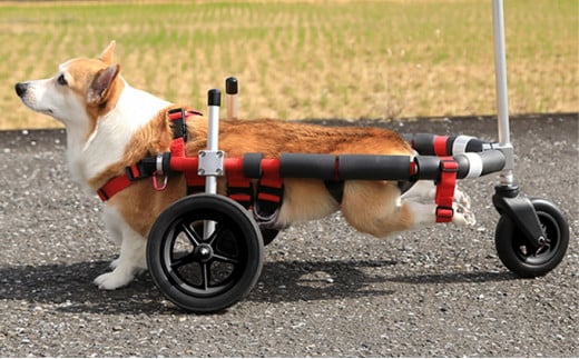 
中型犬用三輪車椅子（背丈33～65cm　体重22キロ以下）【！寄附前に事業者へ相談必要！】
