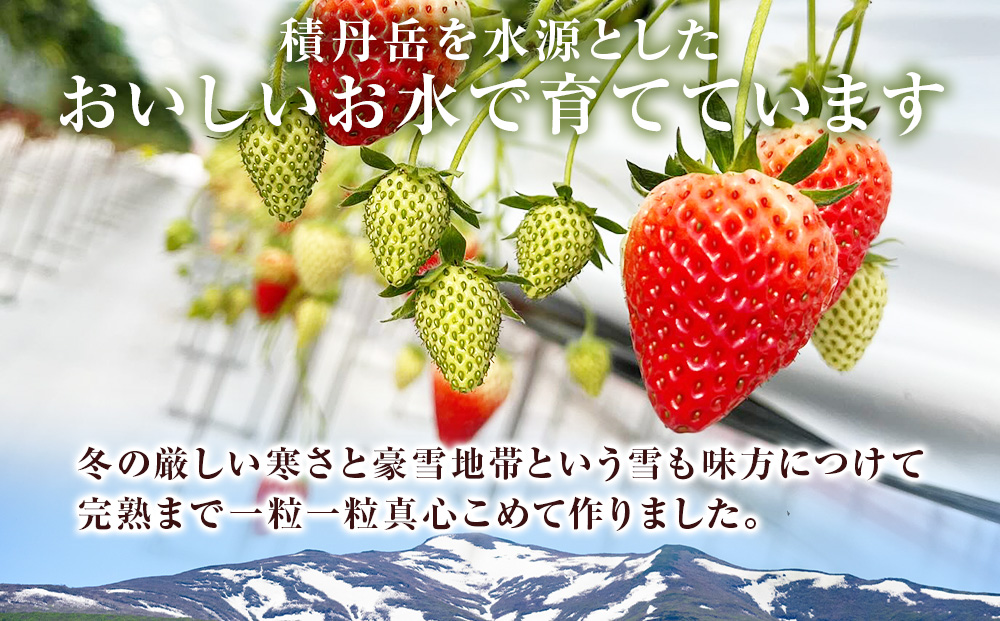 【2026年3月下旬以降発送】北海道産 完熟よつぼし苺(約250g×10パック)