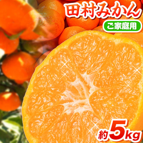 【先行予約】【ご家庭用 訳あり】田村みかん 5kg 株式会社魚鶴商店《2026年11月下旬-2027年1月下旬頃出荷》 和歌山県 日高町 柑橘 フルーツ