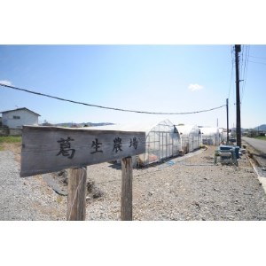 春イチゴ『とちおとめ』(260g×4パック)_果物・フルーツ いちご  イチゴ 苺_【配送不可地域：離島】【1389986】