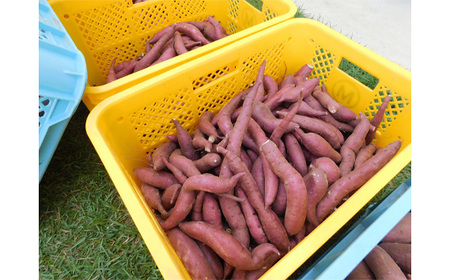 No.528 坂東市産　冷凍焼きいも　紅はるか2kg
