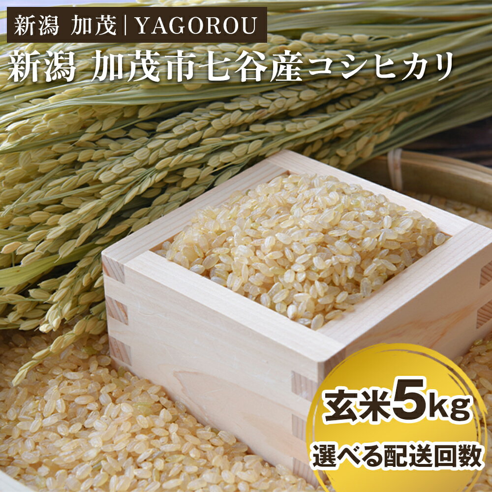 【ふるさと納税】【令和7年産新米先行予約】新潟県加茂市 七谷産コシヒカリ 玄米5kg 選べる配送回数（通常配送1回〜定期便6回） 《10月中旬～順次発送》 新潟産コシヒカリ 豊かな山水で育った天水米 加茂市 YAGOROU ヤゴロウ
