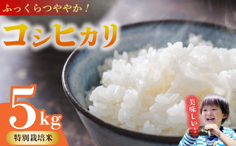コシヒカリ 5kg 無洗米 お米 米 白米 こしひかり 農家直送 産地直送 山本耕業 こめ香 静岡県 牧之原市