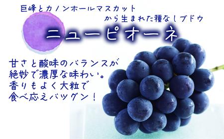 【2616-0435】岡山 花笑み農園『ニューピオーネ』700g以上(大1房) P-大1