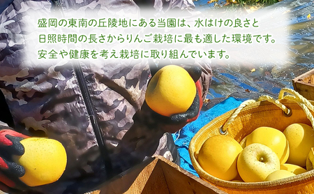 先行予約≪2025年11月初旬～発送≫盛岡ブランド認証『シナノゴールド』約3kg(家庭用)10玉前後 果物類 林檎 りんご リンゴ 