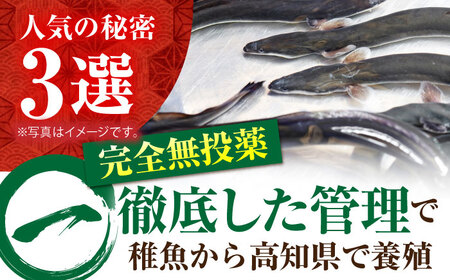 高知県産　うなぎ蒲焼き　約90g×2尾　タレ付き